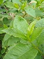Raisin d'Amerique (Phytolacca americana) (Lyon, Vaise, 2020-06) (3)